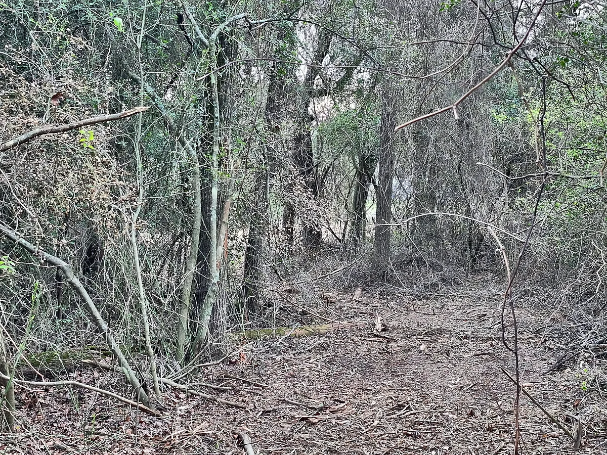 Cleared lane and trail on hunting land worked by B&B in Central Texas