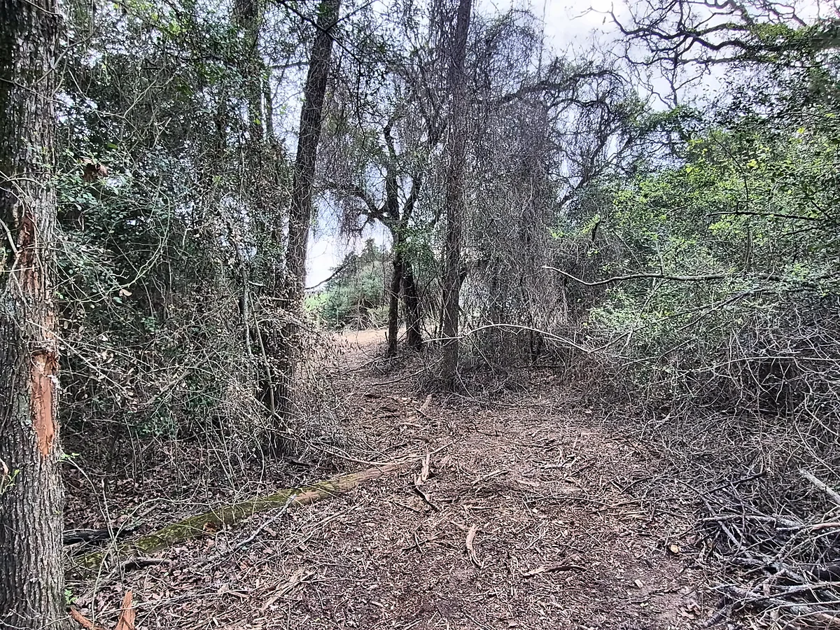 Land cleared back to open ground by B&B in Central Texas