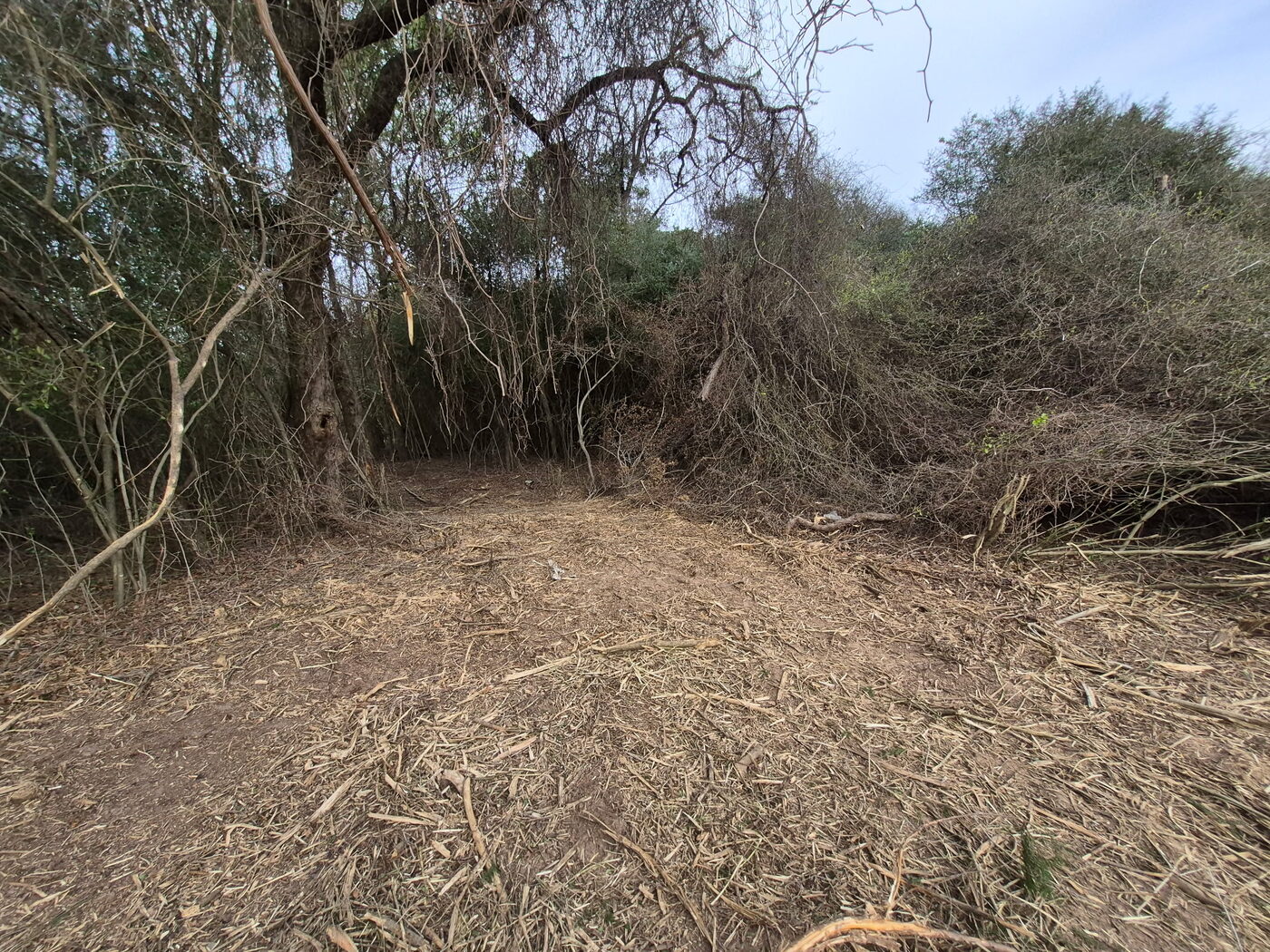 Pasture edge, mulched in place