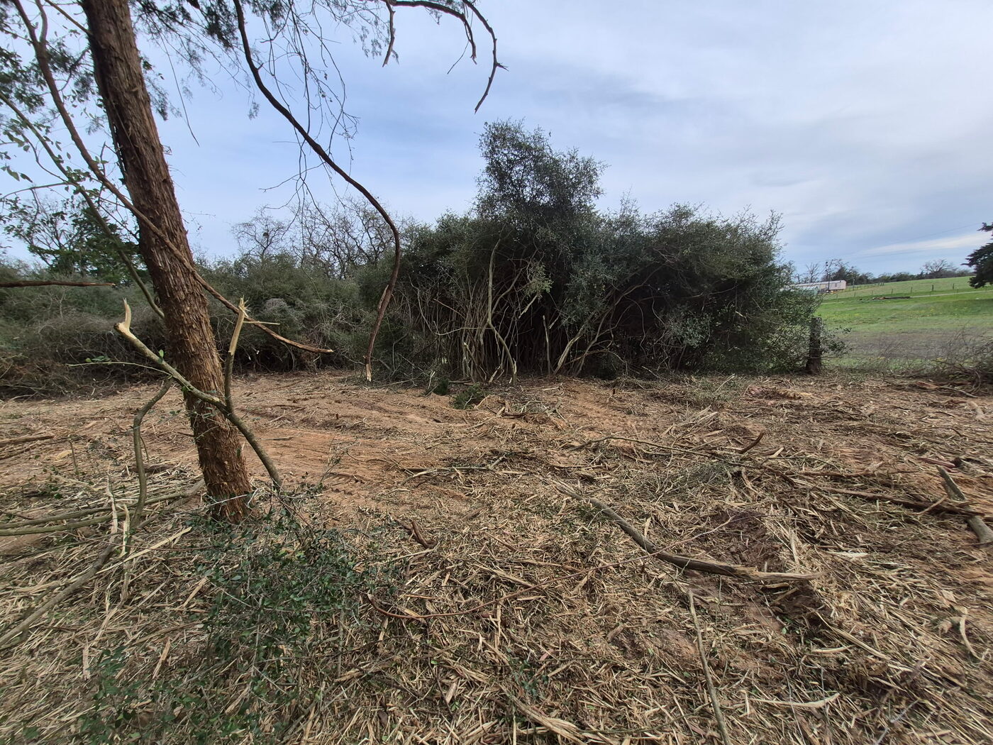 Pasture reclaimed to the tree line
