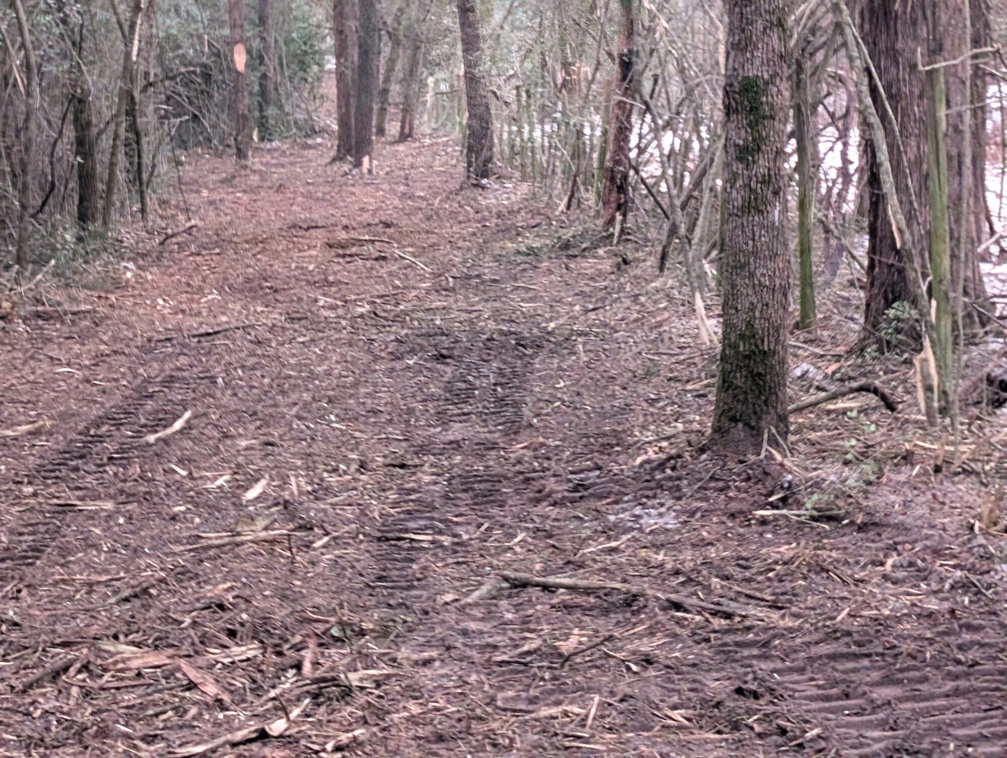 Access corridor mulched through heavy timber