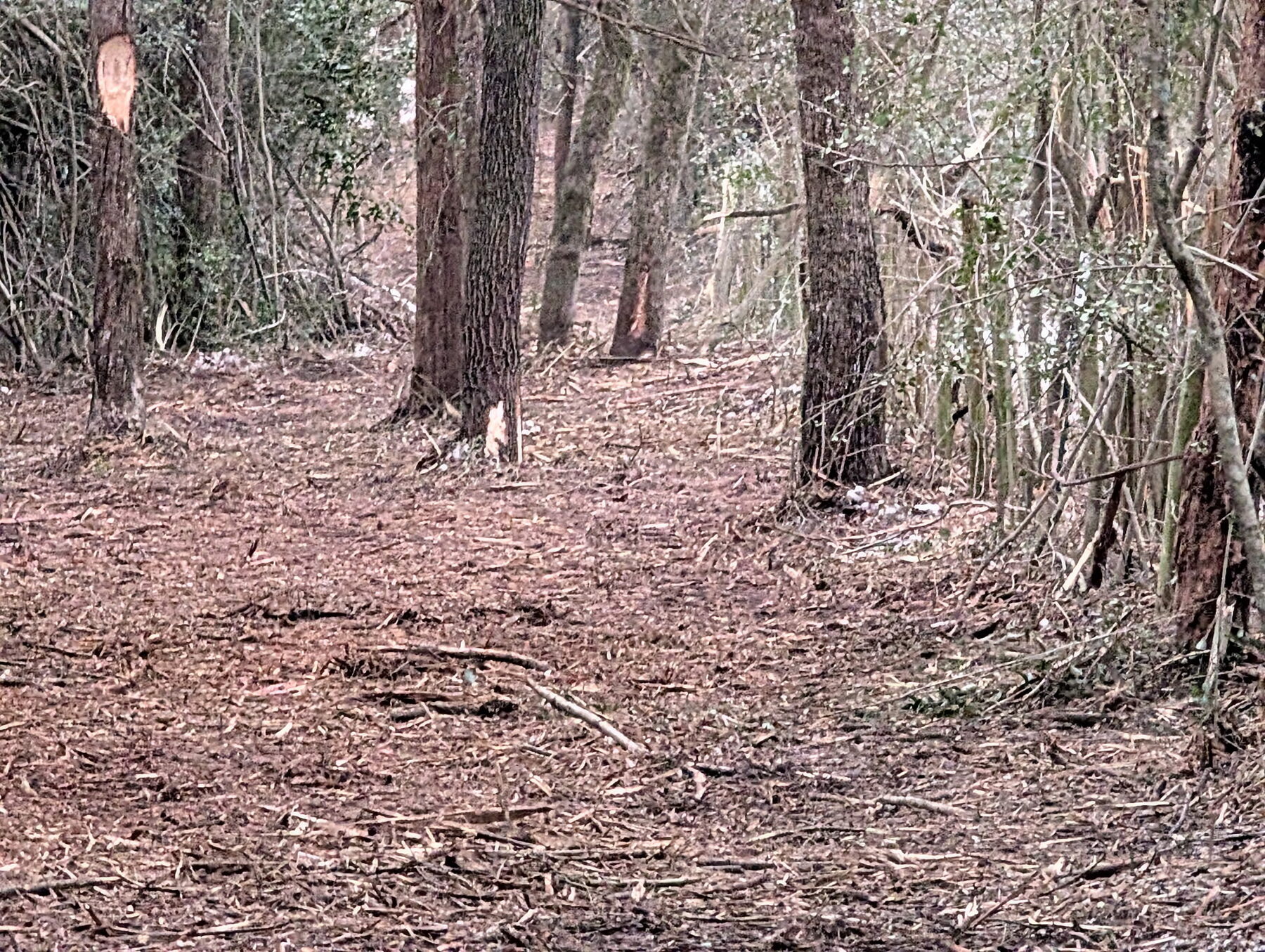 Understory mulched under tall pines, mature trees left standing