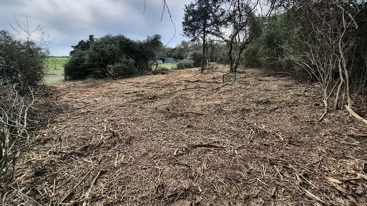 Freshly mulched ground and standing pines after a B&B forestry mulching job